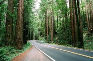 redwood highway